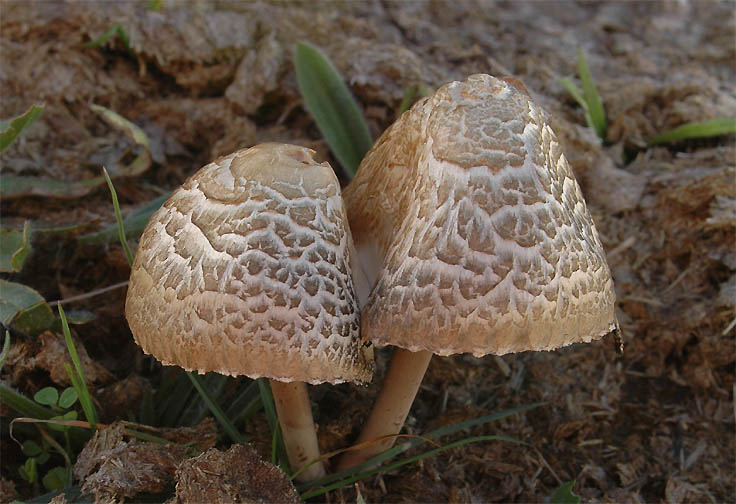 Setas sobre excremento de vaca: Panaeolus semiovatus